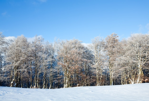 Bordure de forêt de hêtres de montagne d'octobre et première neige d'hiver