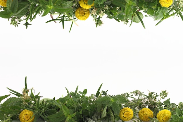 Bordure d'herbes fraîches sur fond blanc