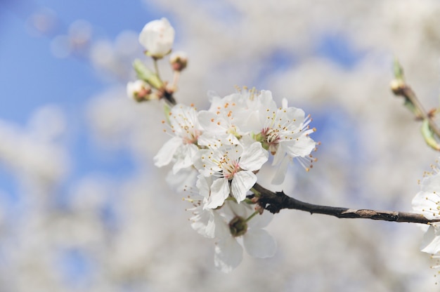 Bordure de printemps ou arrière-plan avec fleur