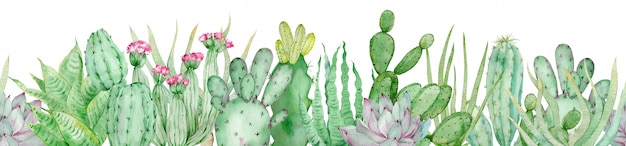 Bordure transparente aquarelle de cactus verts. En-tête sans fin avec des plantes tropicales et des fleurs roses isolées.