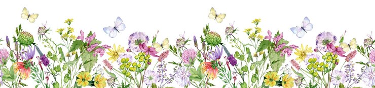 Bordure transparente aquarelle avec des fleurs sauvages et des papillons En-tête de fleurs déposées Motif de prairie Merveilleuse bordure d'été