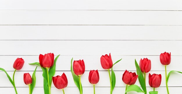 Bordure de tulipes rouges sur bois blanc. Fête des mères, Saint Valentin, concept de célébration d'anniversaire. Copiez l'espace pour le texte, vue de dessus