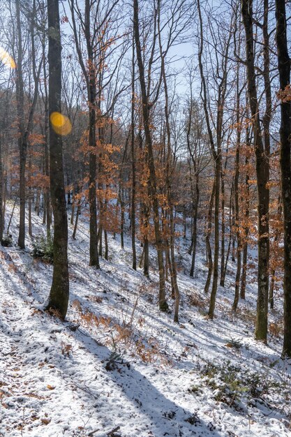 bosque nevado en el pirineo