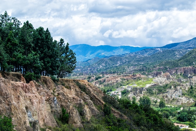 Photo bosque de pinos en la montaña