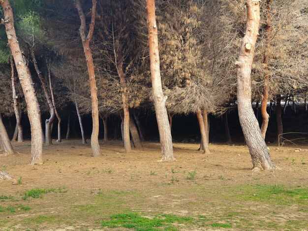 Bosque troncos pinar