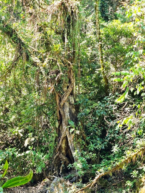 Photo bosque vegetacion arboles selva de pérou