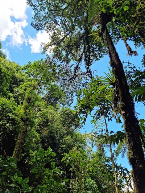 Photo bosque vegetacion arboles selva de pérou