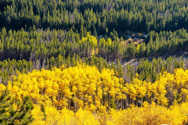 Bosquet d'Aspen à l'automne dans les Montagnes Rocheuses