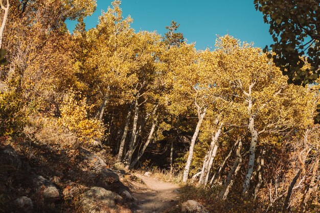 Bosquet d'Aspen à l'automne dans les Montagnes Rocheuses