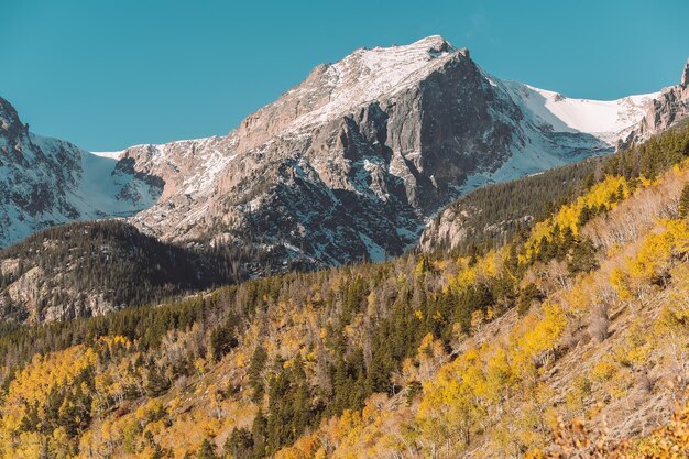 Bosquet d'Aspen à l'automne dans les Montagnes Rocheuses