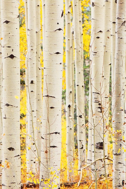 Bosquet d'Aspen dans le Colorado, États-Unis.