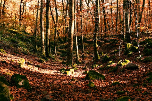 Bosquet d'automne avec des feuilles d'oranger Forêt de hêtres Fageda den Jorda