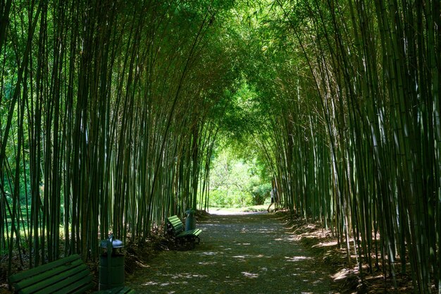 Photo un bosquet de bambou vert avec le soleil entre les troncs du jardin botanique de sukhumi