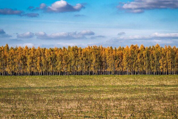 Bosquet de bouleaux d'automne jaune. Beau paysage