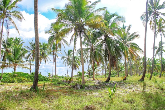 Bosquet de cocotiers sur une île tropicale