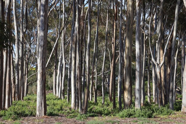 un bosquet d'eucalyptus dans la brousse