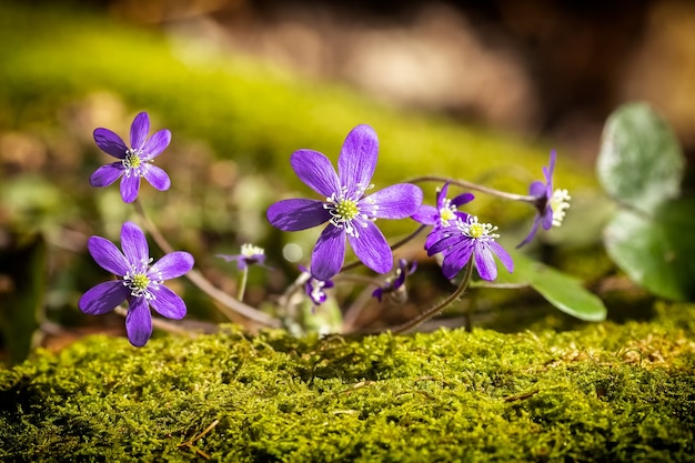 Le bosquet de fleurs bleues ou pechenocnae. Hépatique nobilis. Rosée. Fermer. photo de haute qualité