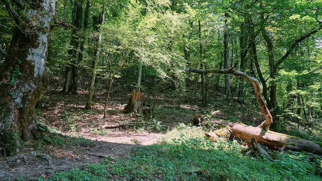 Bosquet d'ifs et de buis à Sotchi. Forêt profonde.