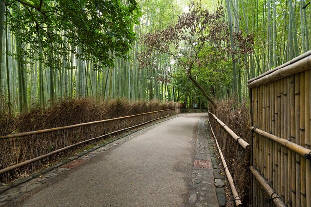 Bosquets de bambous d'Arashiyama