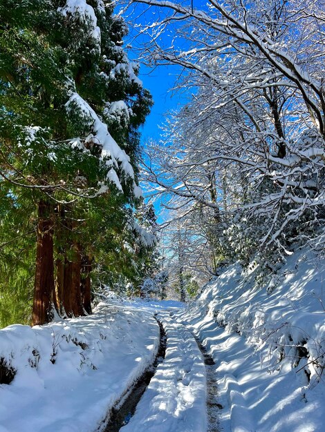 Des bosquets dans la neige