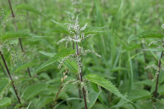 Photo des bosquets d'orties sur un fond vert naturel