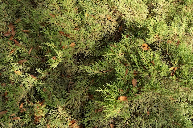 Bosquets de paysage urbain de sapins