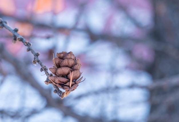 Une bosse sur la branche d'un arbre de Noël un jour d'hiver.