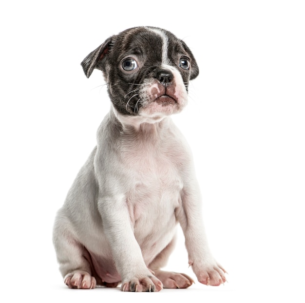 Boston terrier chiot assis, isolé sur blanc