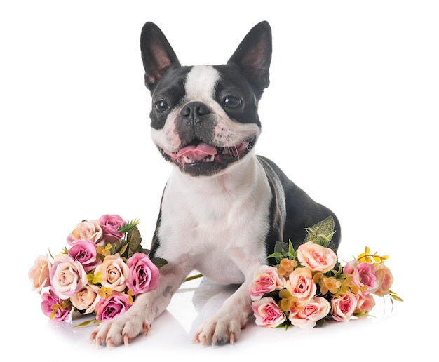 Boston Terrier en studio