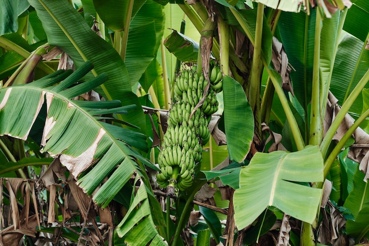 Photo botanique nature vert banane tropicale laisse arbre
