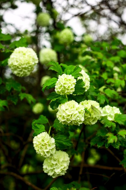 Botanique naturel avec des fleurs de couleurs sombres et verts