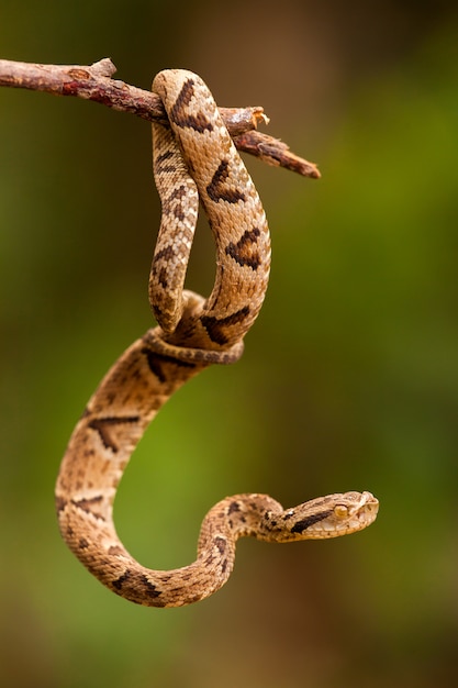 Bothrops jararaca sur une brindille