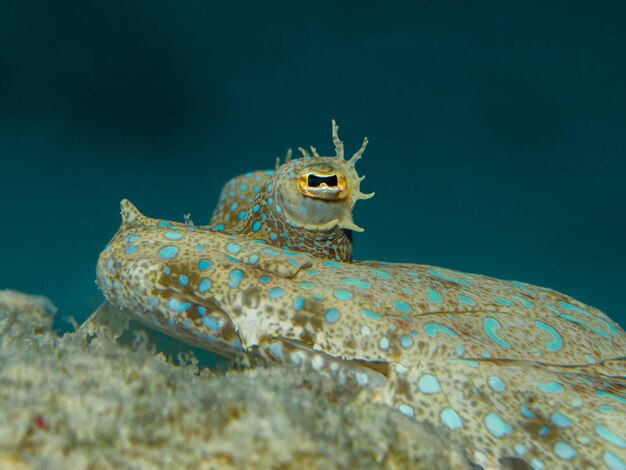 Photo bothus lunatus est un oiseau lunaire.