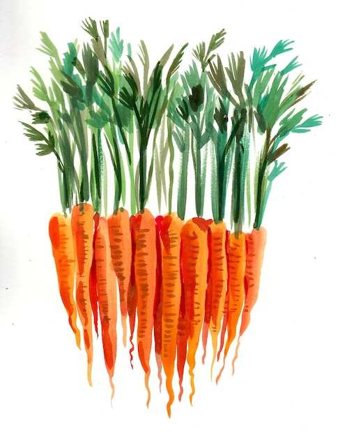 Botte de carottes. Dessin à l'encre et à l'aquarelle