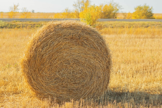 Botte de foin botte de foin sur la nature rurale sur la paille des terres agricoles dans le pré