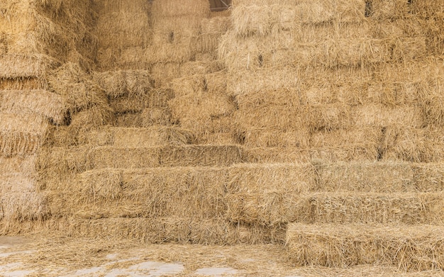 Photo botte de foin de riz sec dans la tondeuse