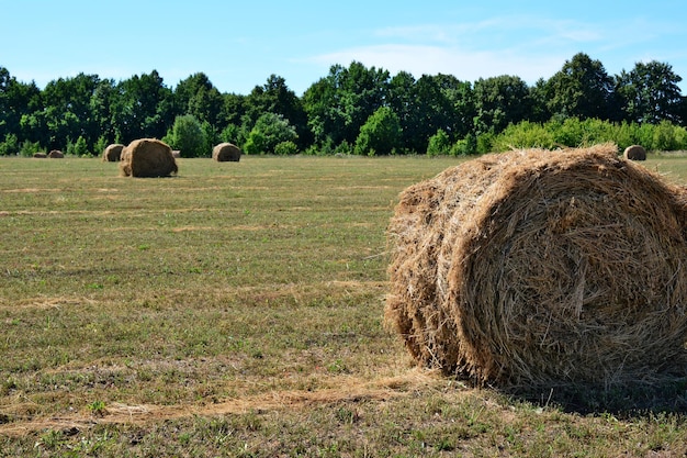 botte de foin roulée isolée sur un terrain agricole avec une forêt en arrière-plan