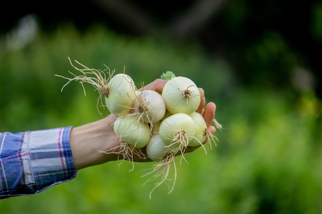 Une botte d'oignons frais entre les mains d'un agriculteur. Nature. Mise au point sélective