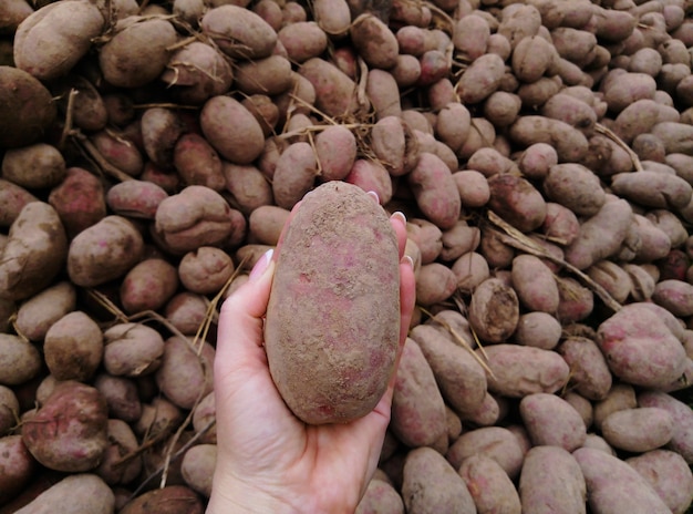 Une botte de pommes de terre. Les mains des femmes tiennent des pommes de terre en gros plan sur fond de nombreuses pommes de terre. Le concept de récolte d'une culture agricole écologique.