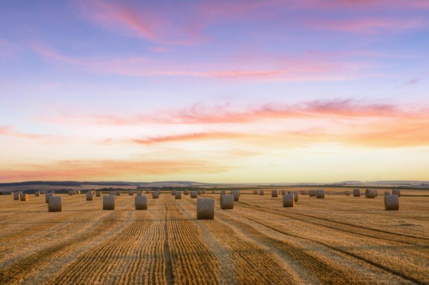 Photo bottes de paille empilées dans un champ à l'heure d'été, reims, france