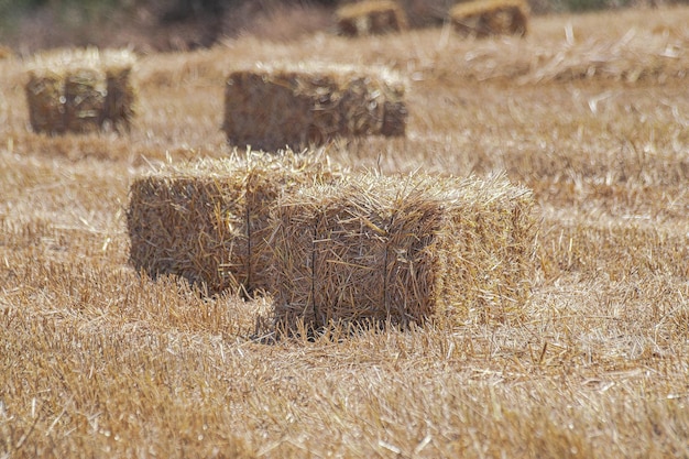 Photo bottes de paille prêtes à ramasser dans un champ de paille avec la lumière du soleil