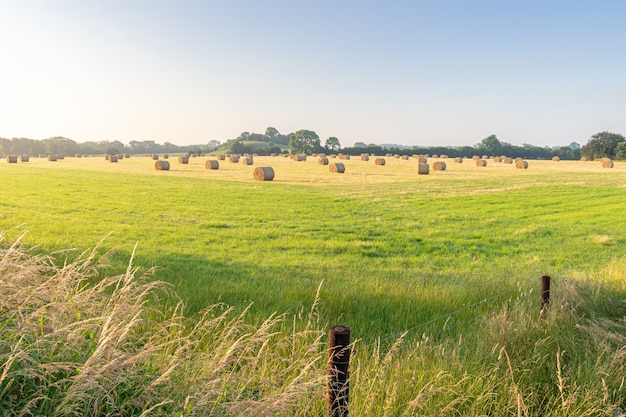 Des bottes de paille sur un terrain agricole avec un carré d'herbe à l'avant.