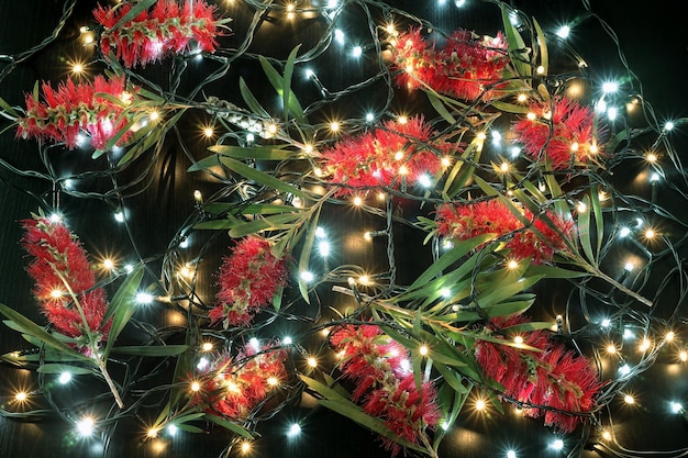 Bottlebrush fleurs et guirlandes lumineuses sur fond noir