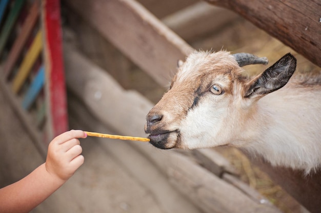 Photo bouc mangeant de la main d'une jeune fille