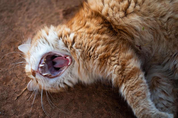 La bouche du chat