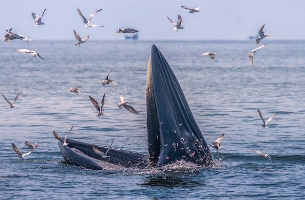 bouche ouverte pour manger du poisson dans la mer