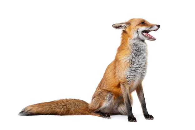 Bouche de renard roux ouverte deux ans isolé sur blanc