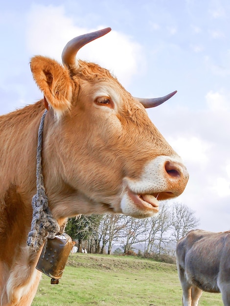 bouche de vache ruminant dans le pré.