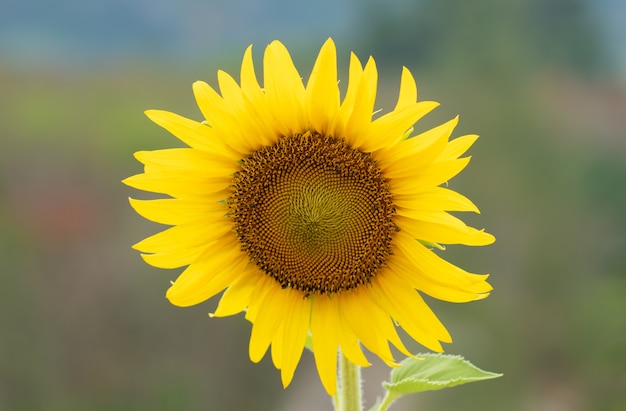 Bouchent l'arrière-plan flou de mouvement de tournesol