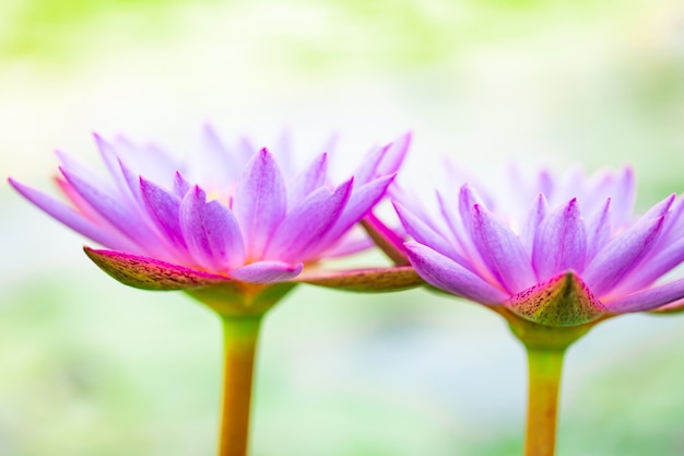 Bouchent beau lotus pourpre, une fleur de nénuphar dans l&#39;étang